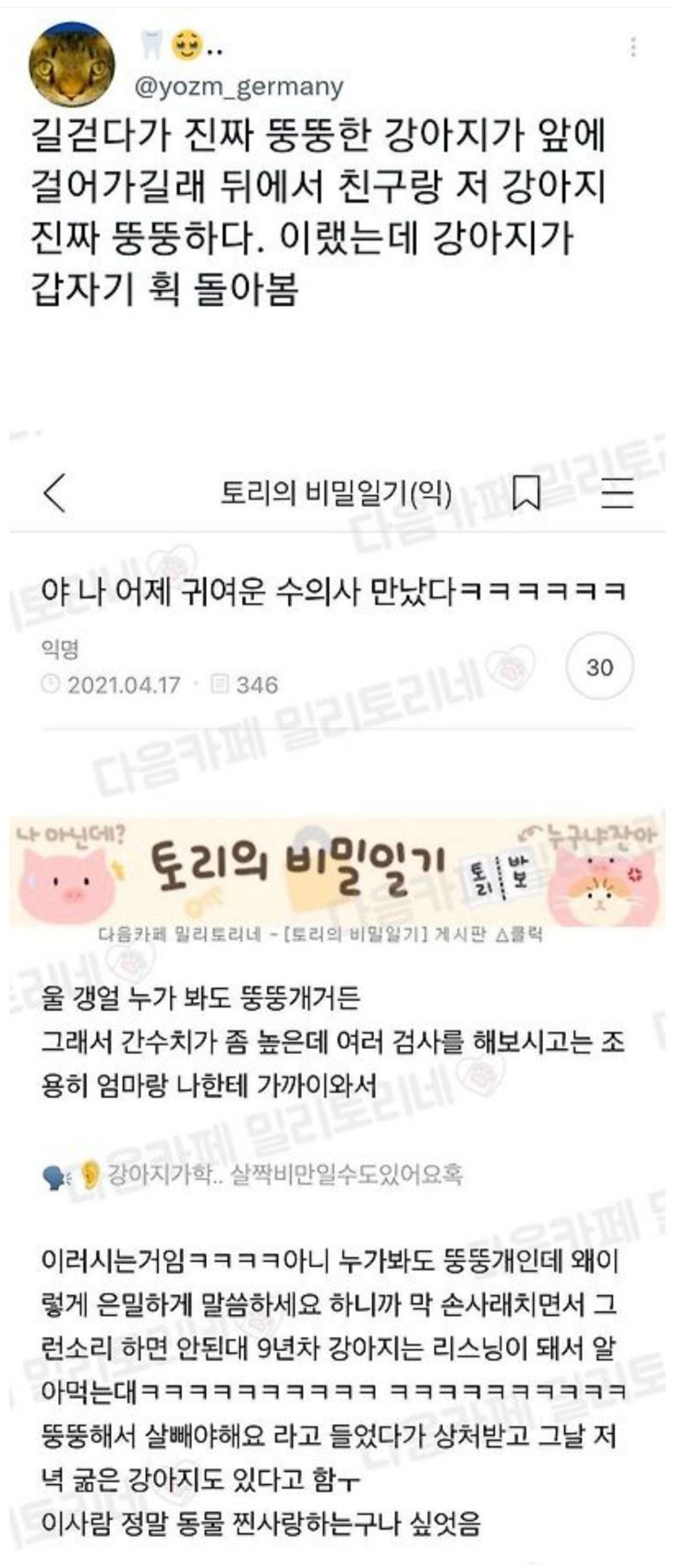 저 강아지 진짜 뚱뚱하다 | 인스티즈