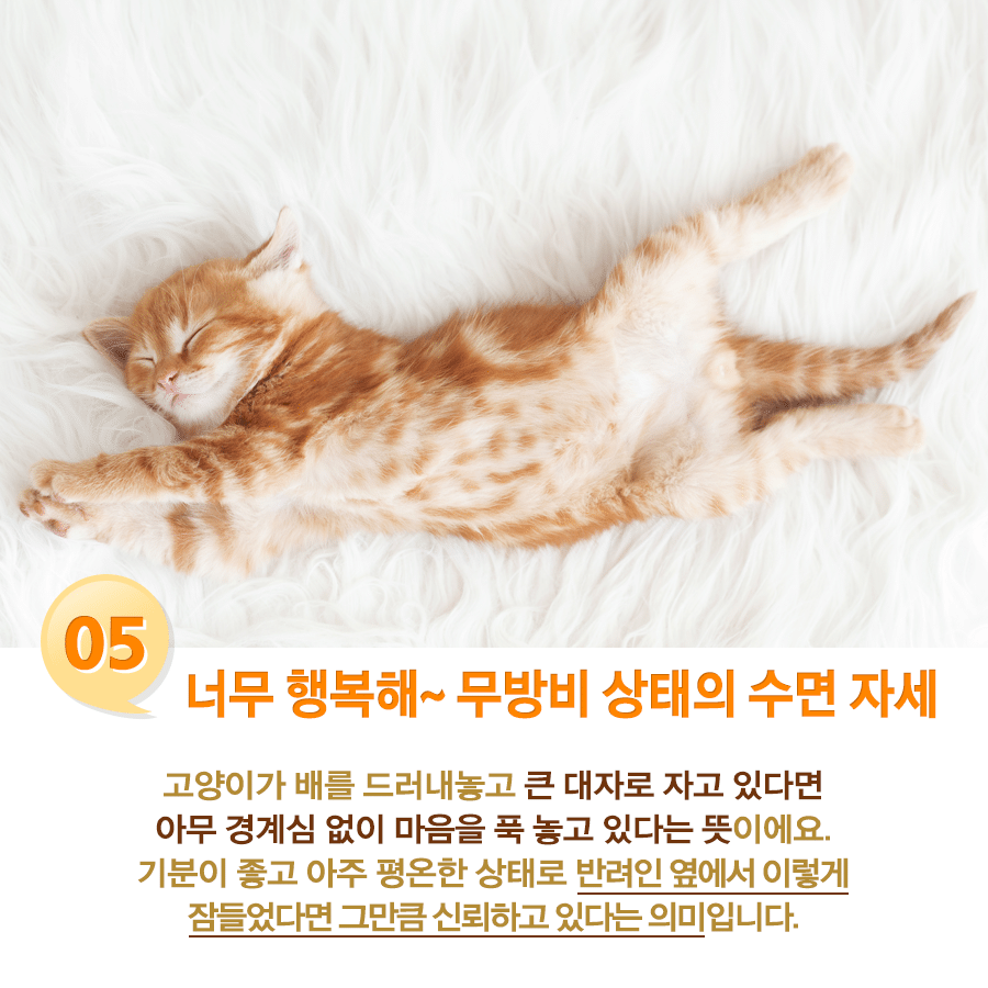 고양이 수면자세별 기분.jpg | 인스티즈