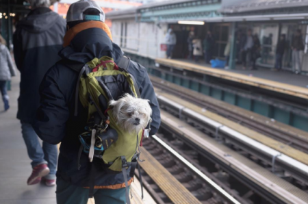 뉴욕에 사는 댕댕이들이 지하철 타는 법 | 인스티즈