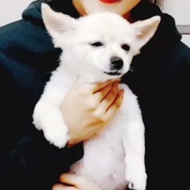 댕댕이가 눈을 게슴츠레 뜨는 이유.jpgif - 막이슈 - 쭉빵카페 댕댕이가 눈을 게슴츠레 뜨는 이유.jpgif