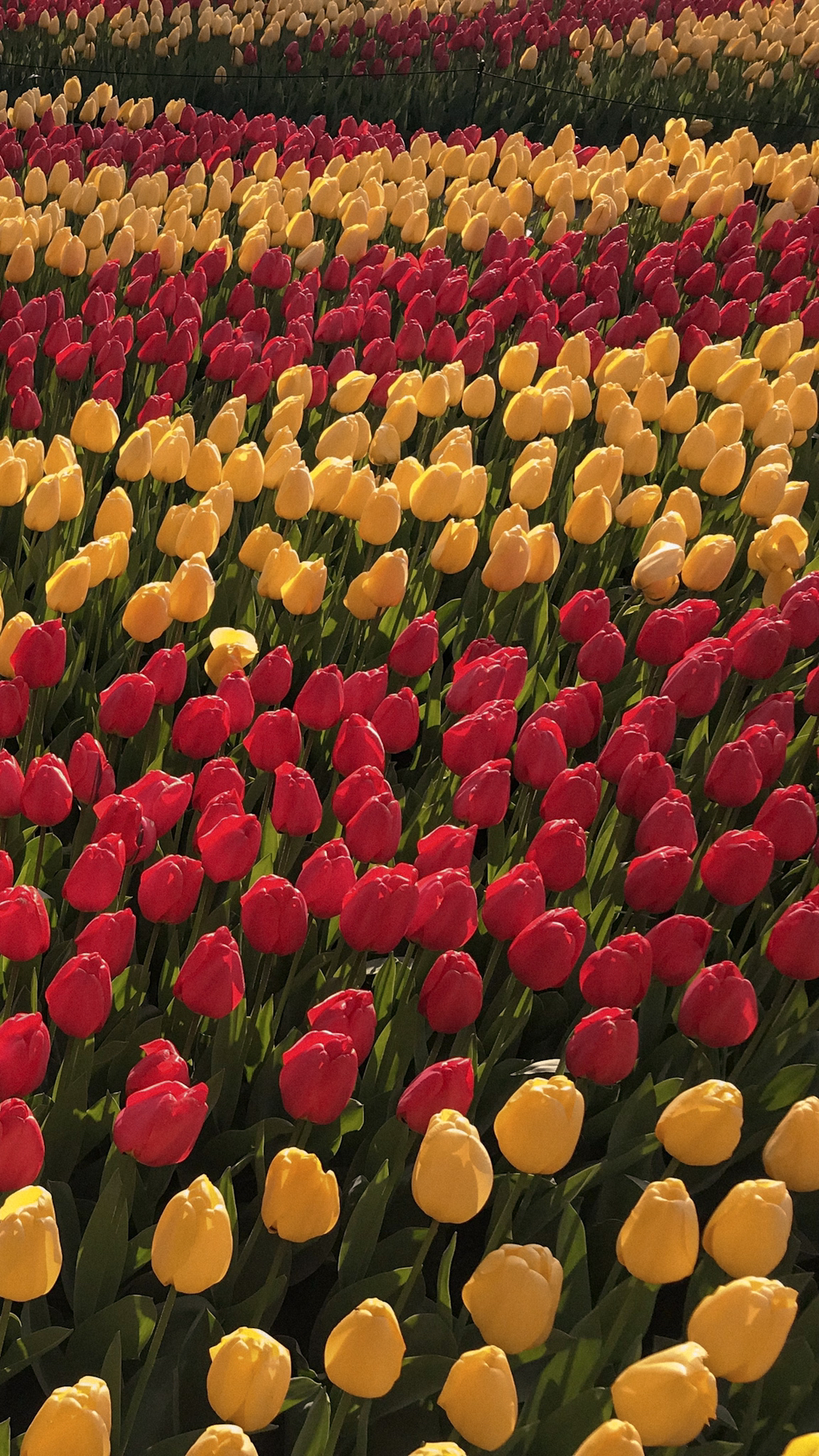 튤립 배경화면 공유 (추가) | 인스티즈