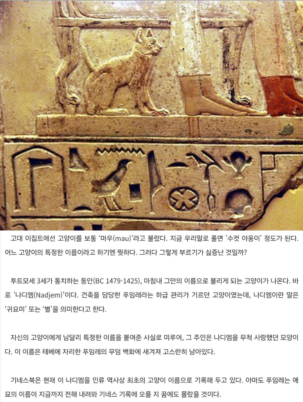 기네스북에 오른 최초의 고양이 이름 | 인스티즈