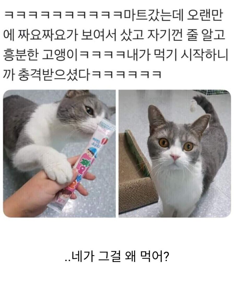 네가 그걸 왜 먹어ᆢ? jpg | 인스티즈