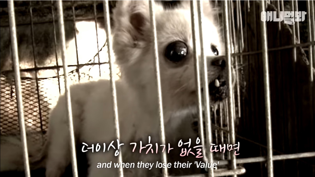 개농장에 품종견들이 많은 이유 | 인스티즈