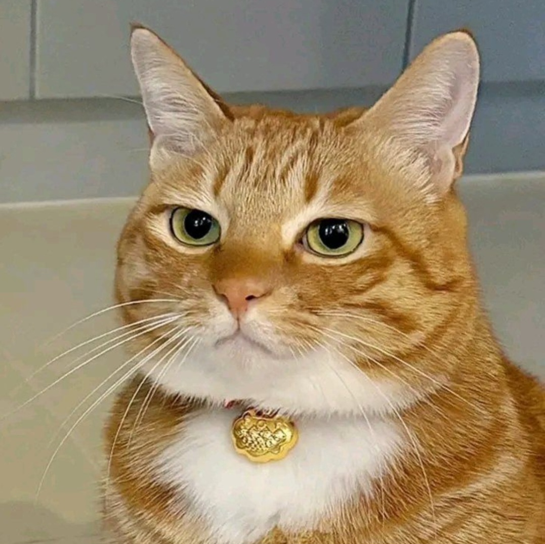 사료보고 실망한 고양이.jpg | 인스티즈