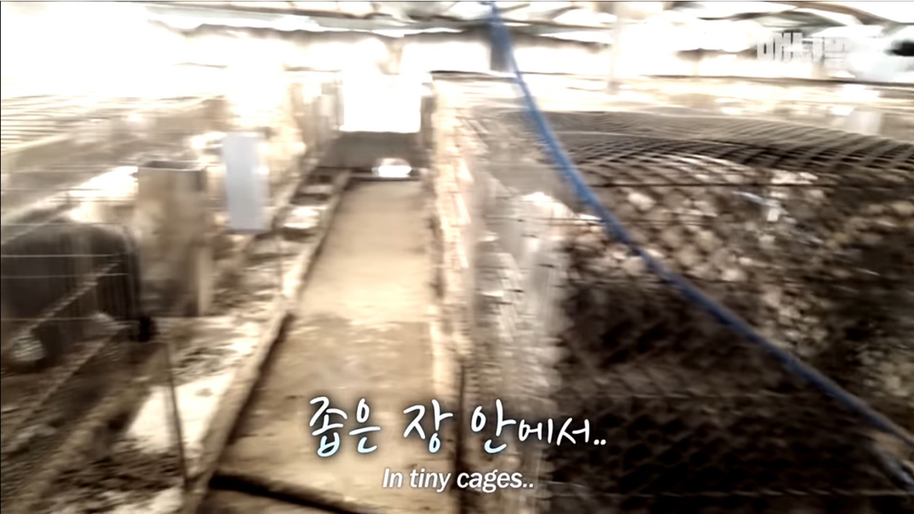 개농장에 품종견들이 많은 이유 | 인스티즈