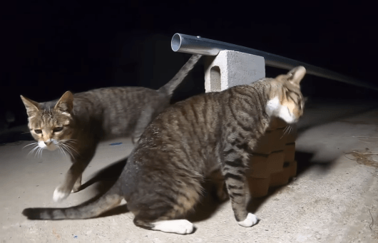 [hahaha] 양어장 일짱 하연님 | 인스티즈