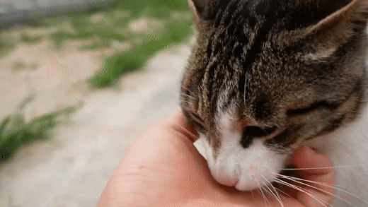 haha ha네 냥이들 질투 모먼트 모음.. | 인스티즈