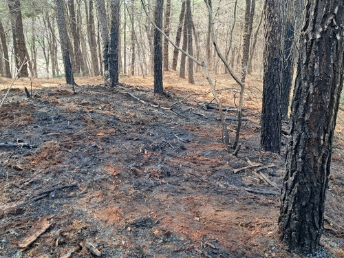 용인 기흥구 아람산서 불…신고 후 진화 시도하던 50대 화상 | 인스티즈