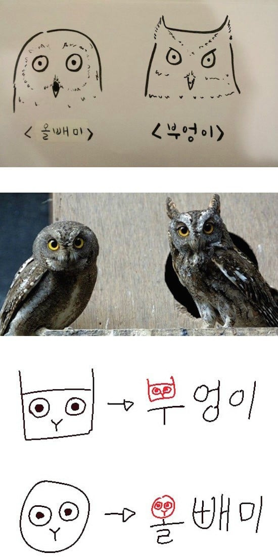 부엉이 이미지