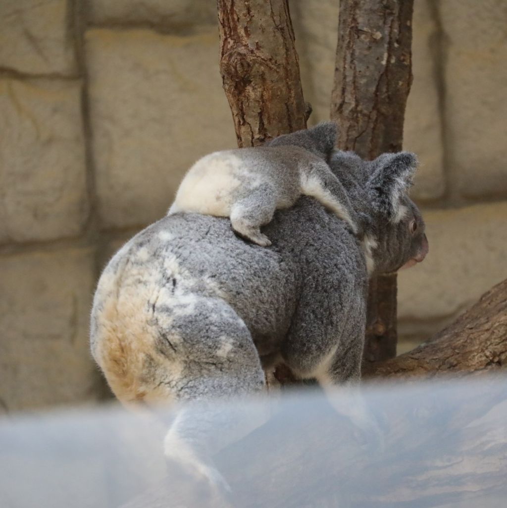 당신은 아기 코알라의 엉덩이를 본 적이 있습니까? | 인스티즈