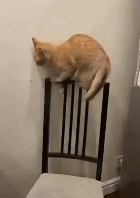 고양이는 참 알 수 없는 동물이야 | 인스티즈