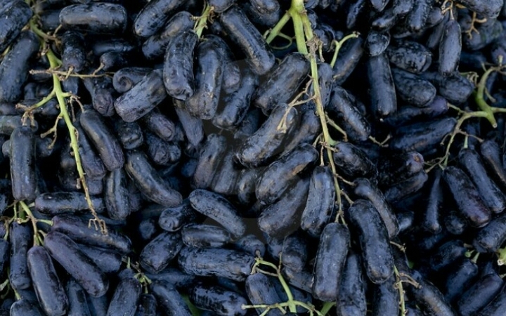 블랙사파이어 포도 jpg | 인스티즈