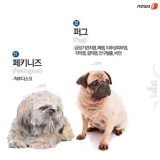 품종묘 보다 품종견에 관대한 사람들.jpg | 인스티즈