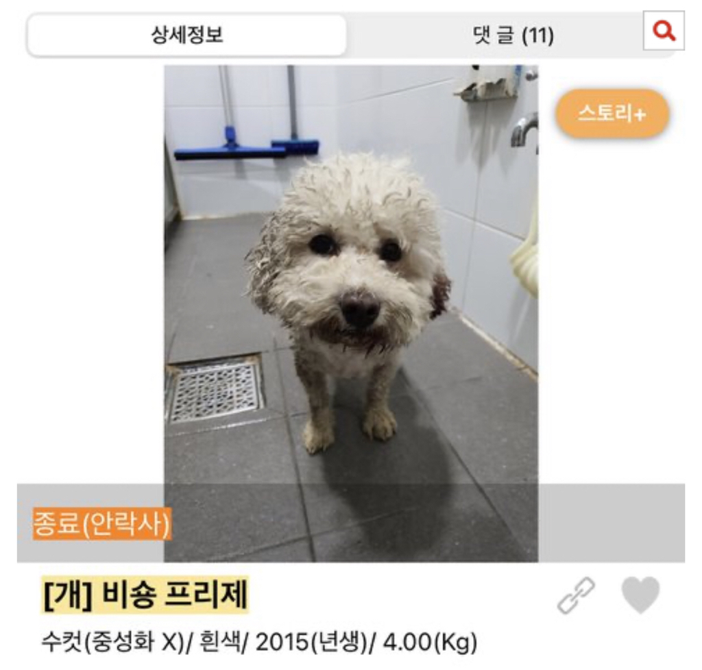 보호소에도 애기 많아 | 인스티즈