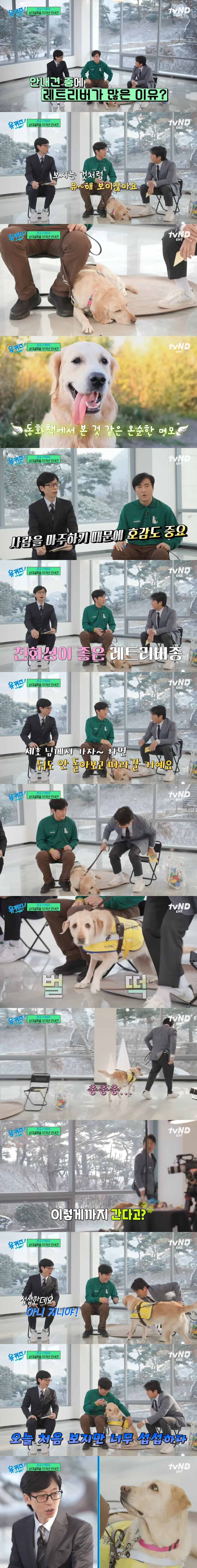 안내견 중에 레트리버가 많은 이유 | 인스티즈