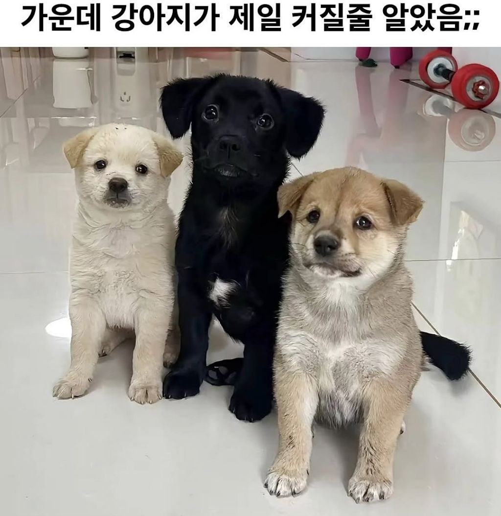 이게 다 자란거야 | 인스티즈