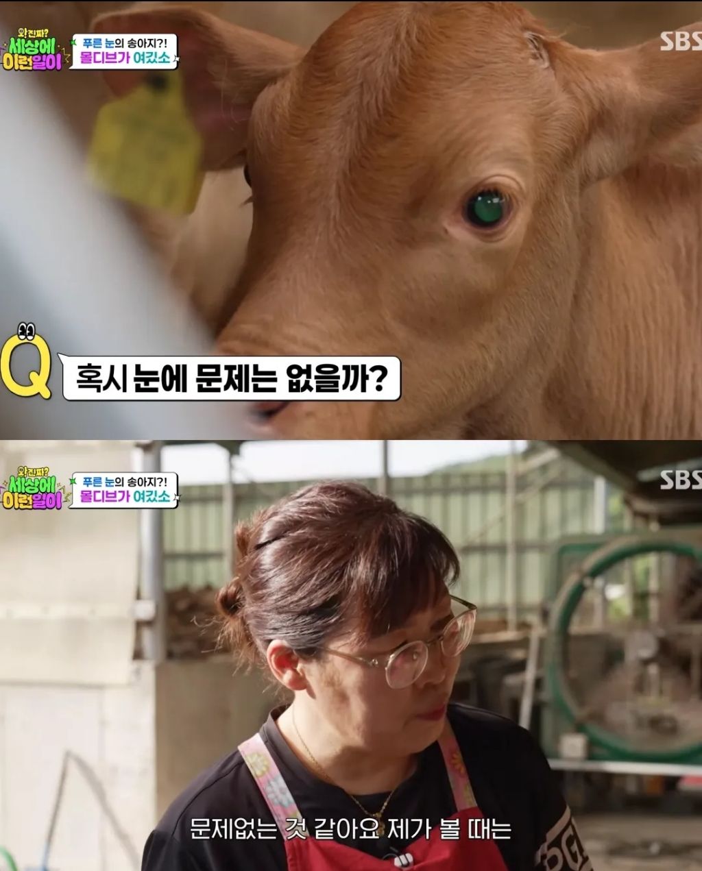 에메랄드 눈동자를 가진 k-송아지 | 인스티즈