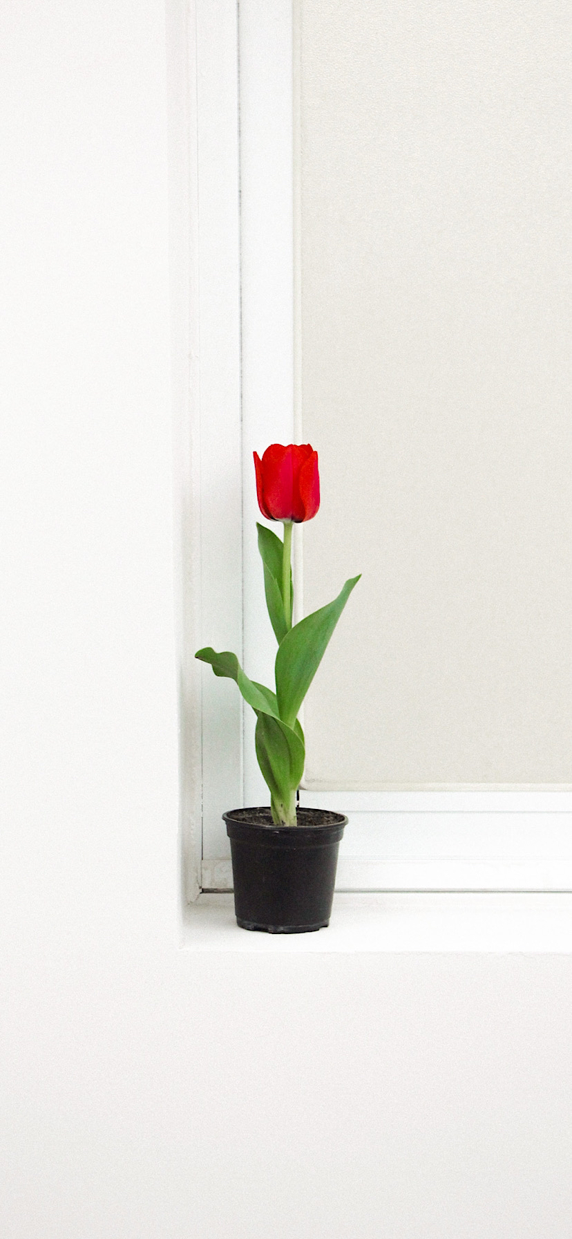 튤립 배경화면 공유 (추가) | 인스티즈