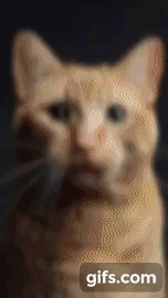인형을 뽑으면 고양이가 나오는 기계.gif | 인스티즈