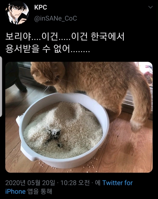 한국에서는 용서받지 못할 행동을 한 고양이 보리 - 막이슈 - 쭉빵카페 한국에서는 용서받지 못할 행동을 한 고양이 보리