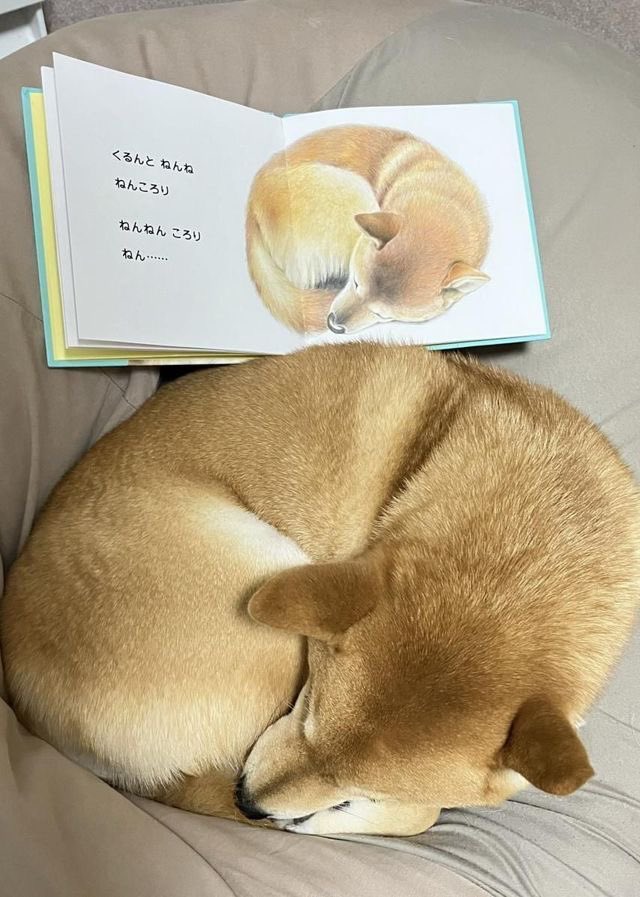 동화책 그림이랑 똑같이 생긴 강아지 | 인스티즈