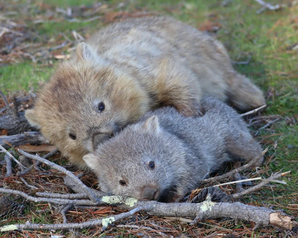 아기웜뱃 처음봐 | 인스티즈