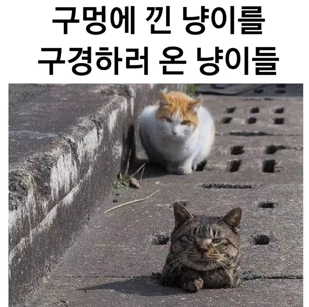 구멍에 낀 고양이 구경하러온 고양이들 | 인스티즈