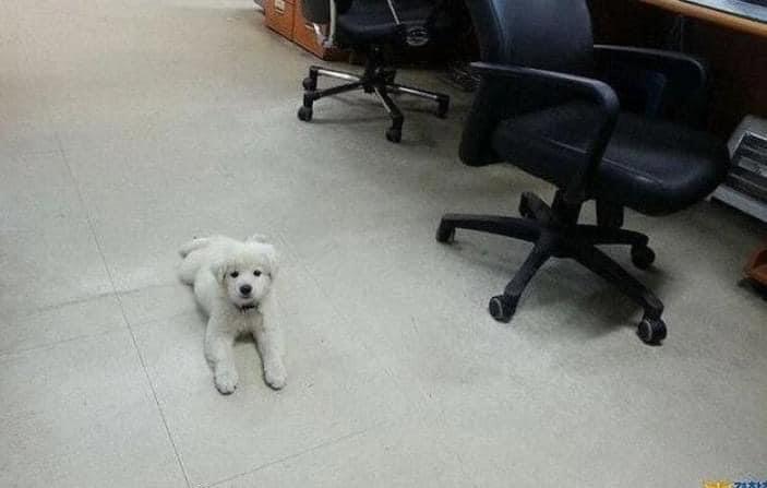 순찰중 발견한 유기견의 근황 | 인스티즈