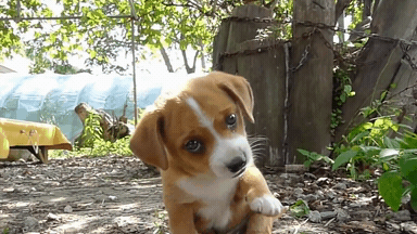 시골 댕댕이 특징.jpg | 인스티즈