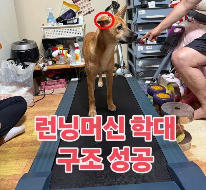 또 동물 학대...반려견 3시간 러닝머신 태운 견주 '후원금까지 챙겨' | 인스티즈