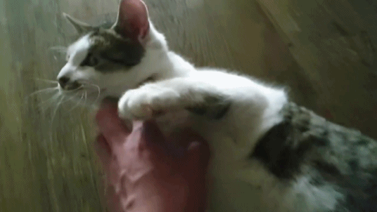 [hahaha] 냥이들 중에서 유독 봑봑봑 쓰다듬 당하는 냥이..jpgif | 인스티즈