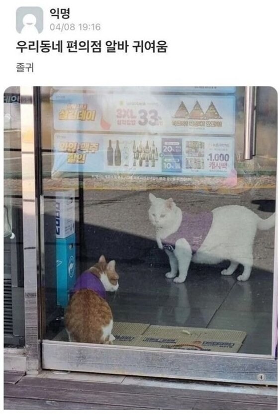 오늘도 평화로운 편의점 갤러리.jpg | 인스티즈