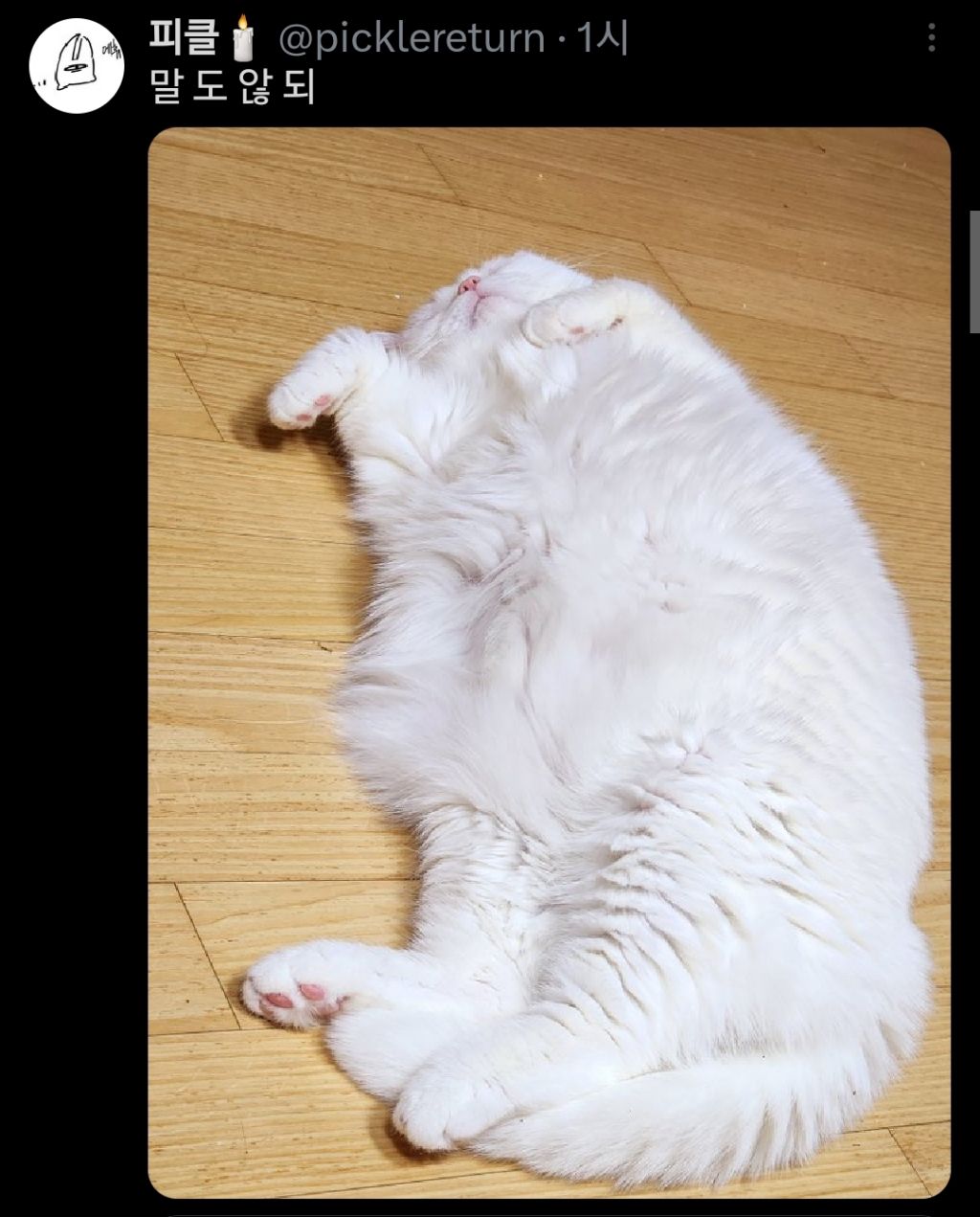 고양이는 원래 마른 종이 맞는데 인간들이랑 같이 살면서 | 인스티즈