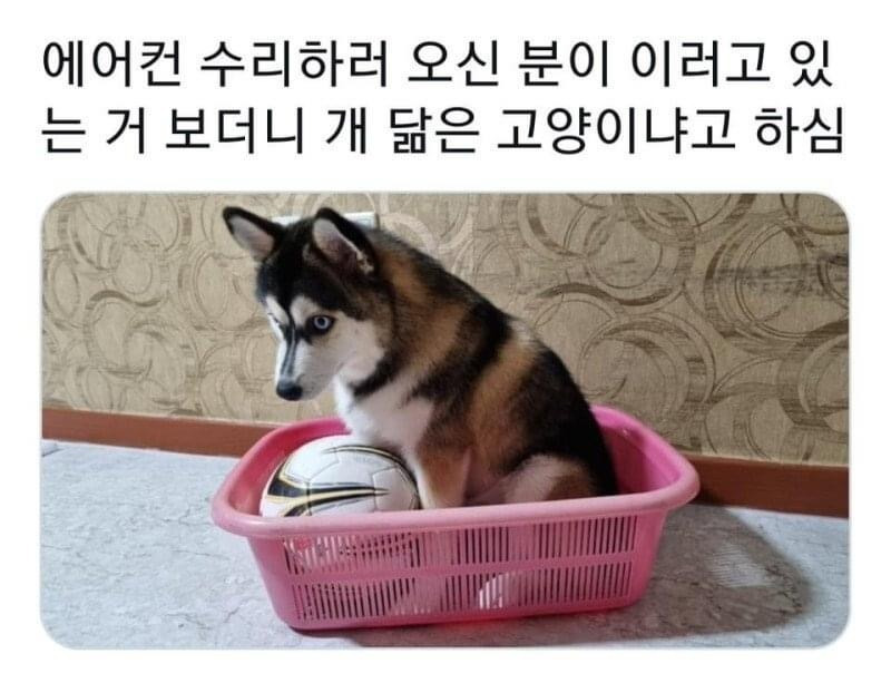 견종이 뭐예요? | 인스티즈