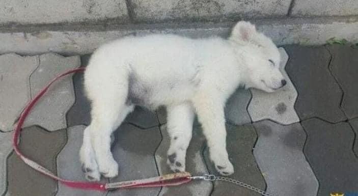 순찰중 발견한 유기견의 근황 | 인스티즈