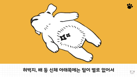 강아지 수면 자세 이유 | 인스티즈