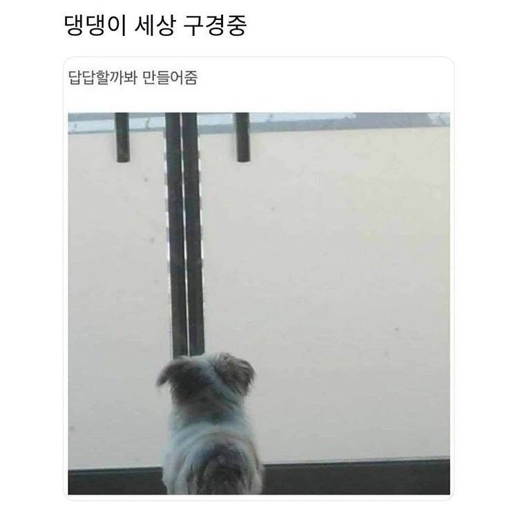 강아지 전용 틈새를 만들어준 주인 | 인스티즈
