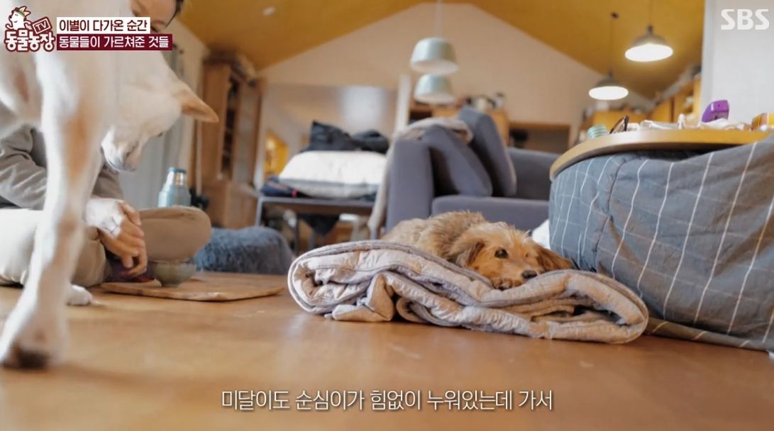 이효리 반려견 순심이가 죽기 전 다른 동물들이 보인 반응 | 인스티즈
