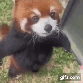 과일 먹는 레서판다.gif | 인스티즈