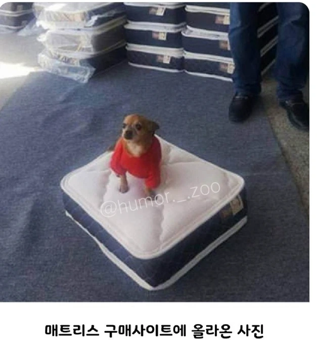 미국 매트리스 가게 서비스.jpg | 인스티즈