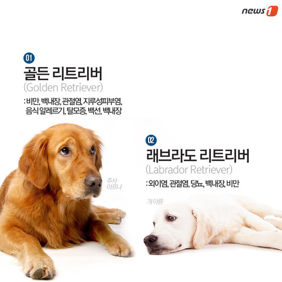 품종묘 보다 품종견에 관대한 사람들.jpg | 인스티즈