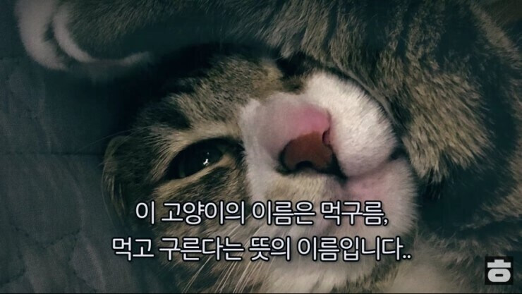 고양이 이름이 먹구름인 이유 | 인스티즈