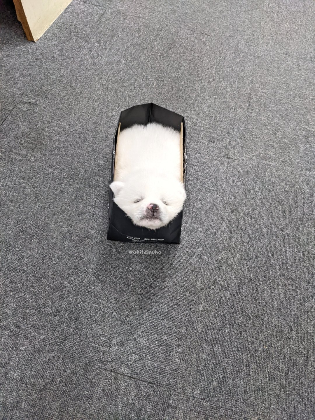 강아지가 녹고 있어요.jpg | 인스티즈