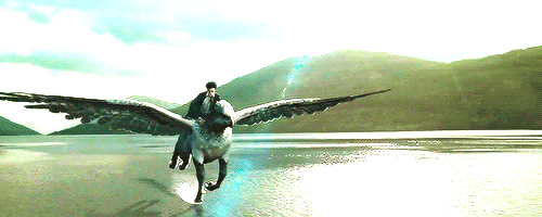 해리포터에서 가장 타보고 싶은 비행수단은? | 인스티즈