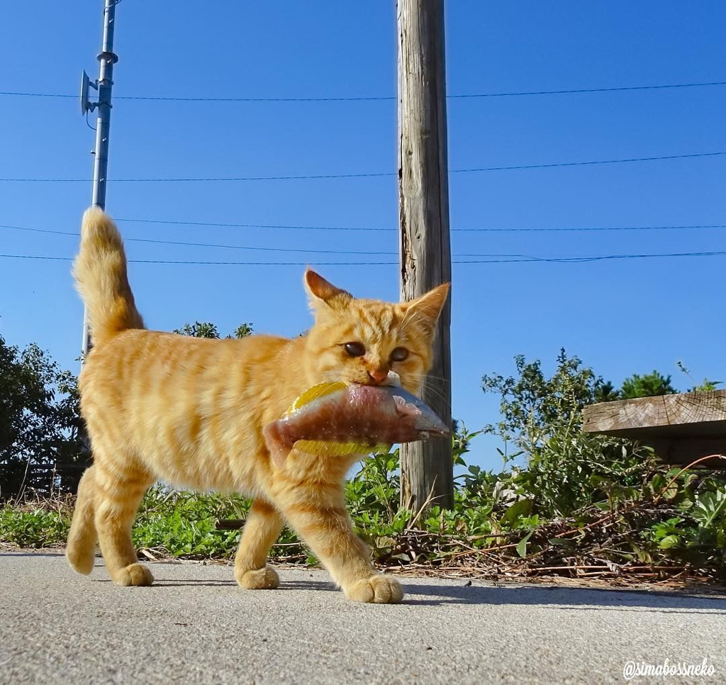 섬고양이들은 어부들에게 물고기를 받아온다 🐟🐈 | 인스티즈