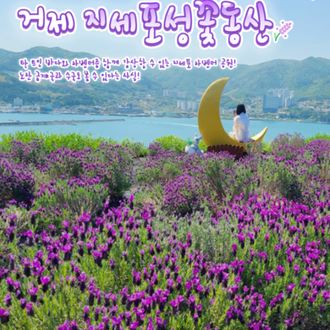 전국 라벤더 명소 6선 | 인스티즈