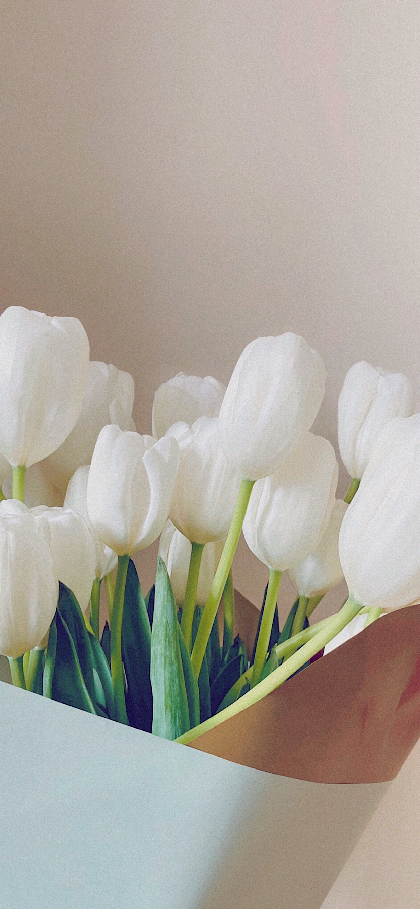 튤립 배경화면 공유 (추가) | 인스티즈