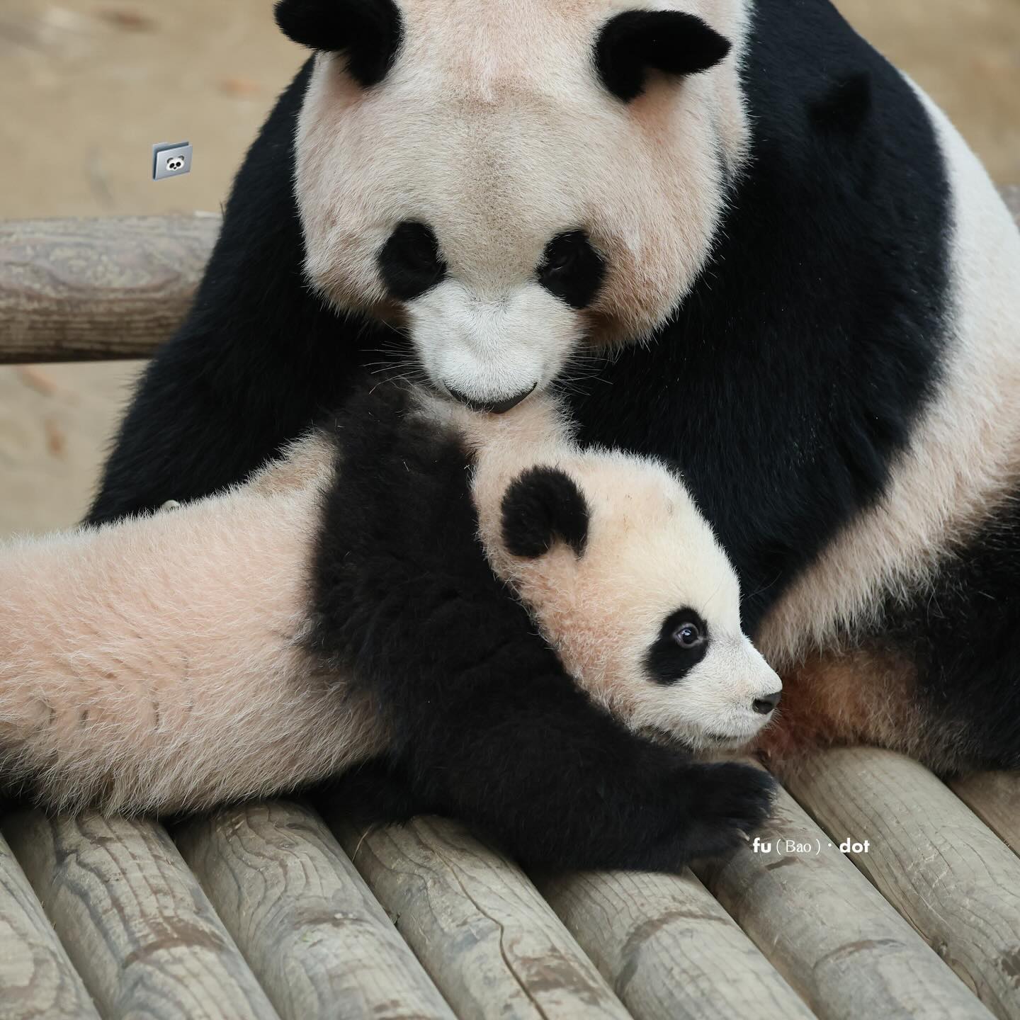 찹쌀떡처럼 쭈욱 늘어나는 후이바오🐼 | 인스티즈