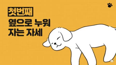 강아지 수면 자세 이유 | 인스티즈